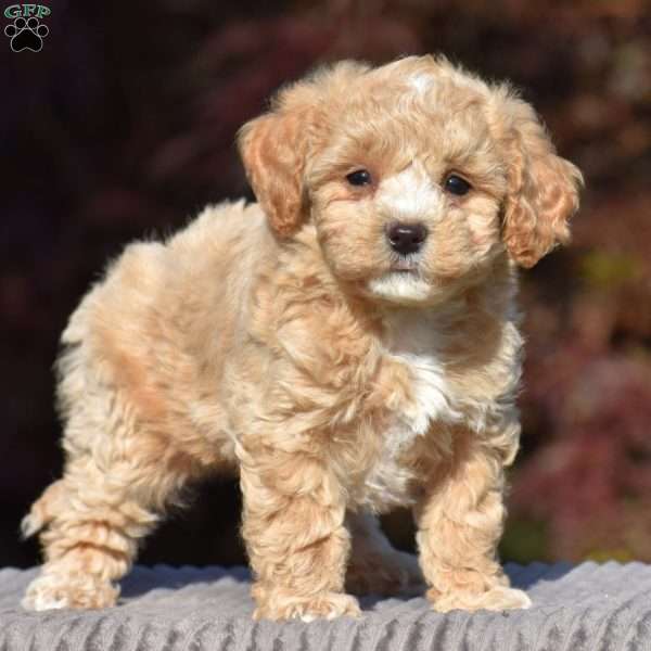 Boxer, Bich-Poo Puppy